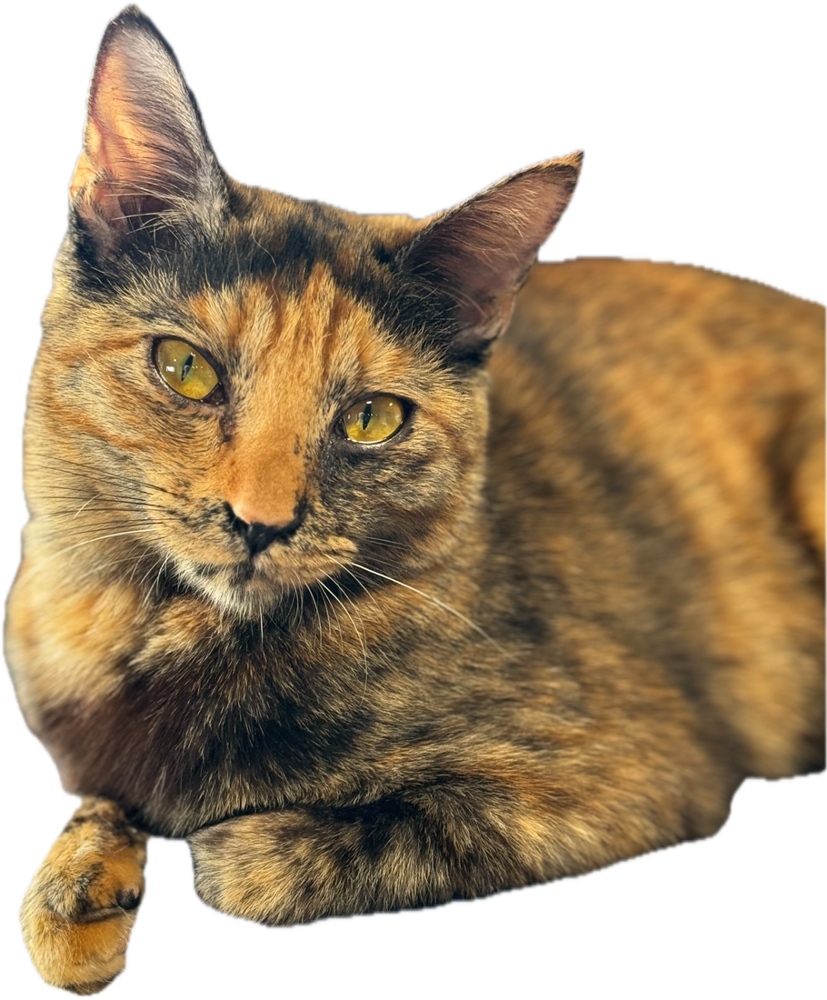 ねこねこウェブの看板猫みぃちゃん