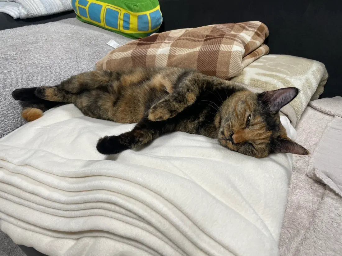 動画表現のみぃちゃん