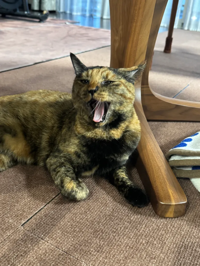 動画表現のみぃちゃん