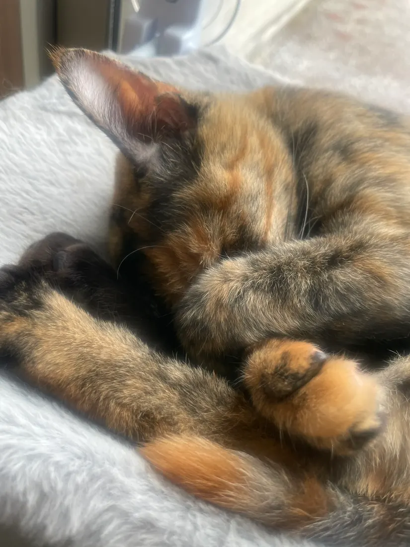 のんびりのみぃちゃん